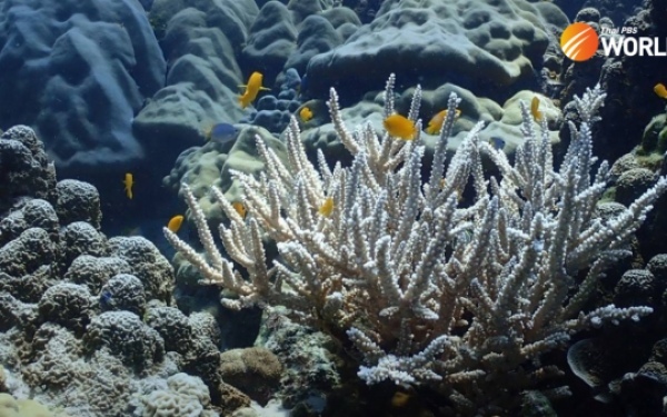 Thailand schwitzt unter intensiver hitzewelle korallenbleiche festgestellt