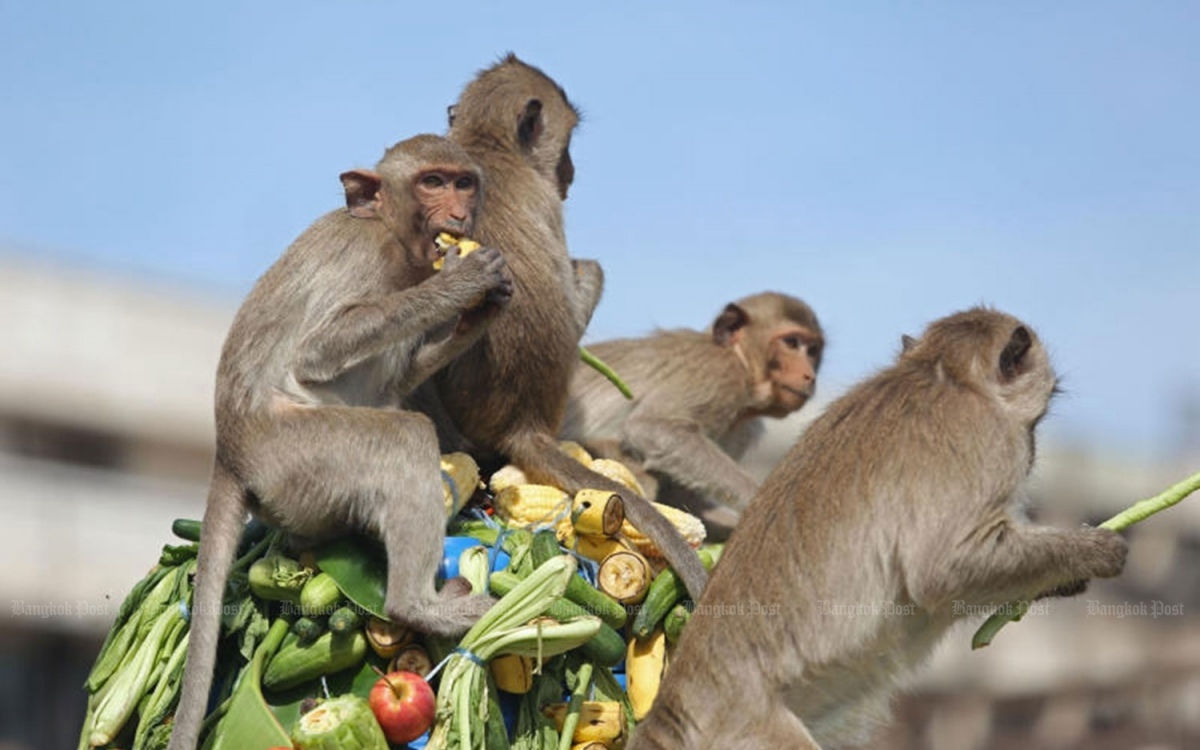 Abteilung startet die zweite phase des makaken umsiedlungsprojekts