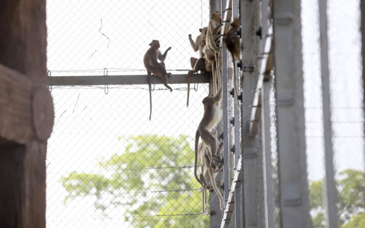 Affenblitzaktion in lop buri geht weiter