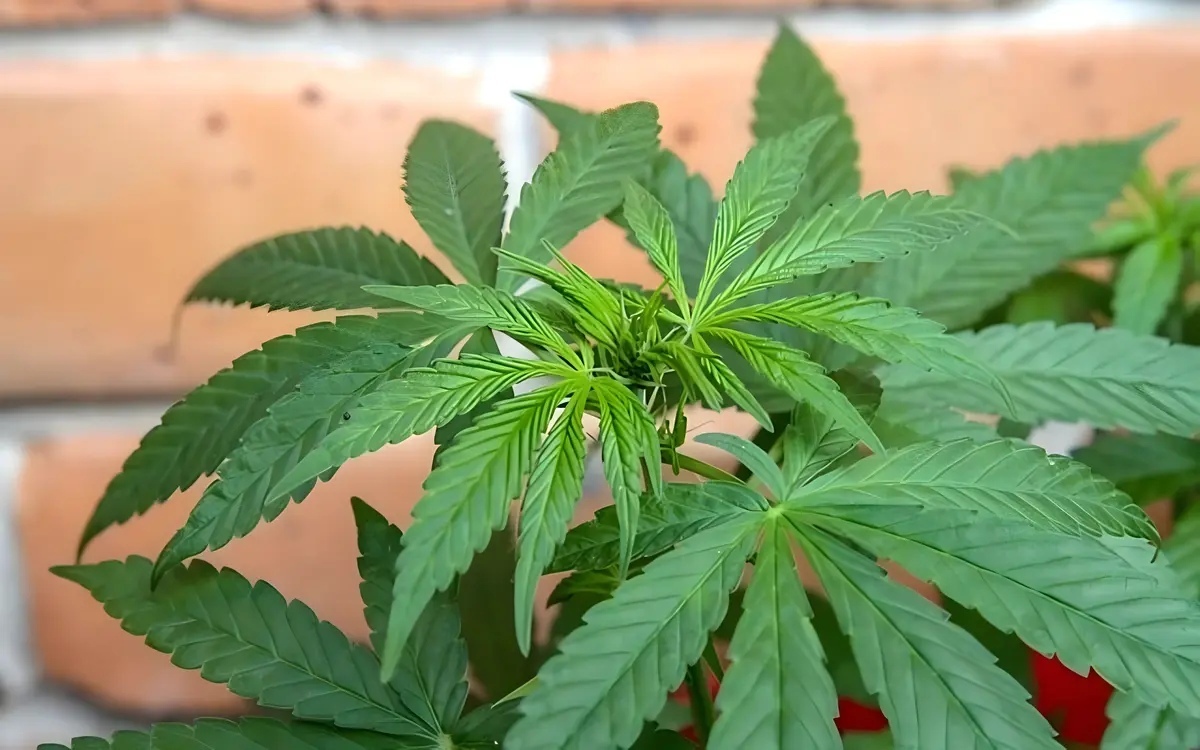 Cannabis soll nach abstimmung wieder auf die liste illegaler drogen gesetzt werden