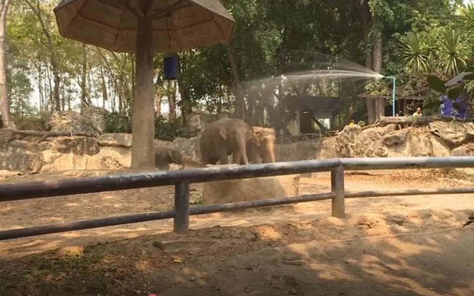 Chiang mai zoo kuehlt tiere in bruetender hitze