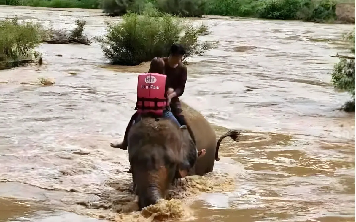Dramatische flussrettung elefantenreiter werden zu helden fuer gestrandete touristen