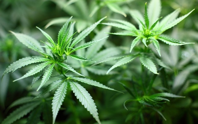 Gesundheitsminister plant weiterhin die erneute kriminalisierung von cannabis