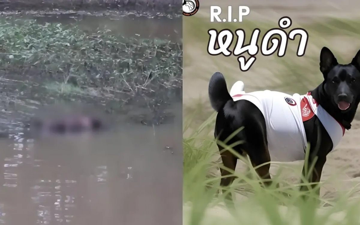 Grossvater toetet streunerhund nach tragischen tod seines enkels thailaendischer tierschutz fordert