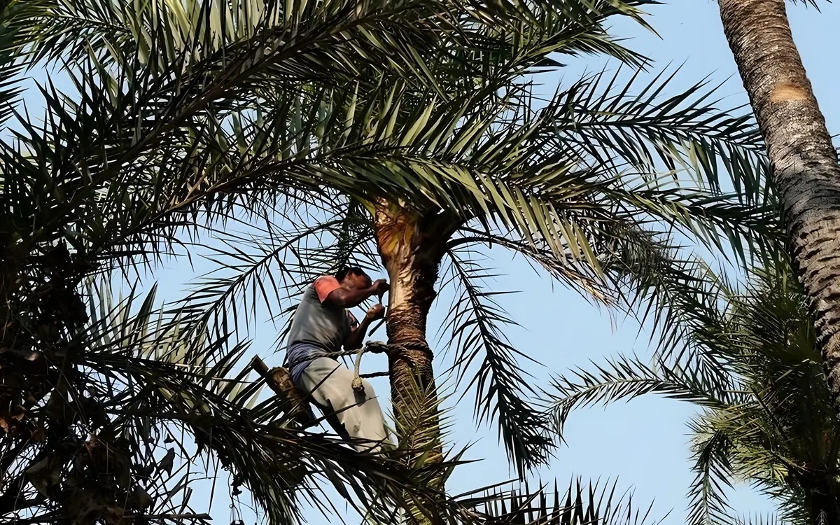 Isan palmenarbeiter stuerzt von 20 meter hoher zuckerpalme