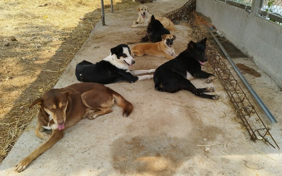 Lampangs streunende hunde haben mit der hitze zu kaempfen