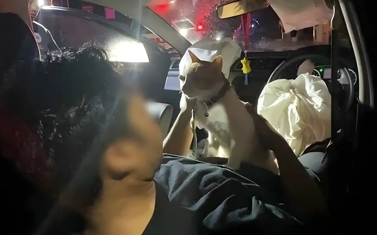 Thc berauschter mann faehrt auto zu schrott kuschelt mit seiner katze und laechelt polizisten an