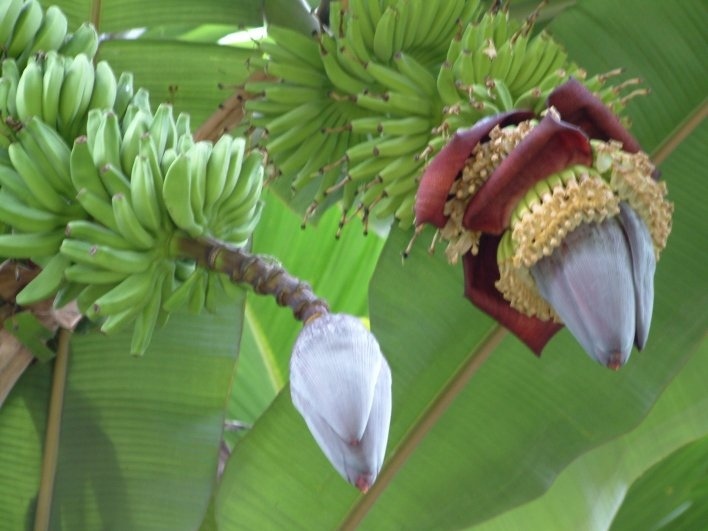 Das bananenherz alles ueber den verborgenen schatz thailands