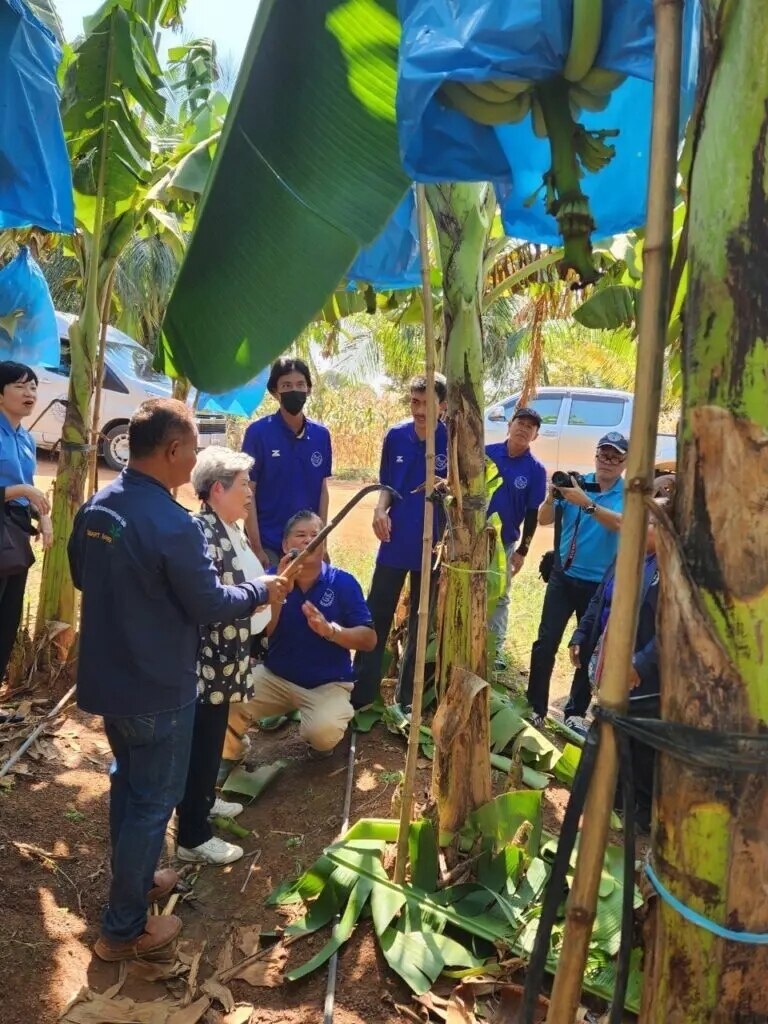 Japan unterzeichnet Vereinbarung zum Kauf von 5.000 Tonnen thailändischen Bananen