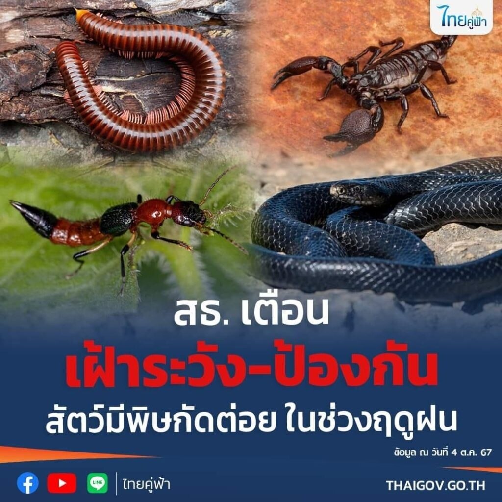 Vorsicht vor giftigen Tierbissen: Thailands Gesundheitsministerium warnt während der Regenzeit