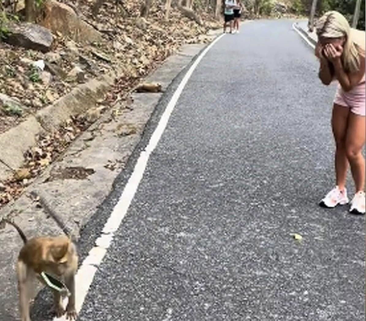 Kurioser Vorfall auf Phuket: Verschmitzter Affe stiehlt Handy einer Touristin und macht virales Selfie