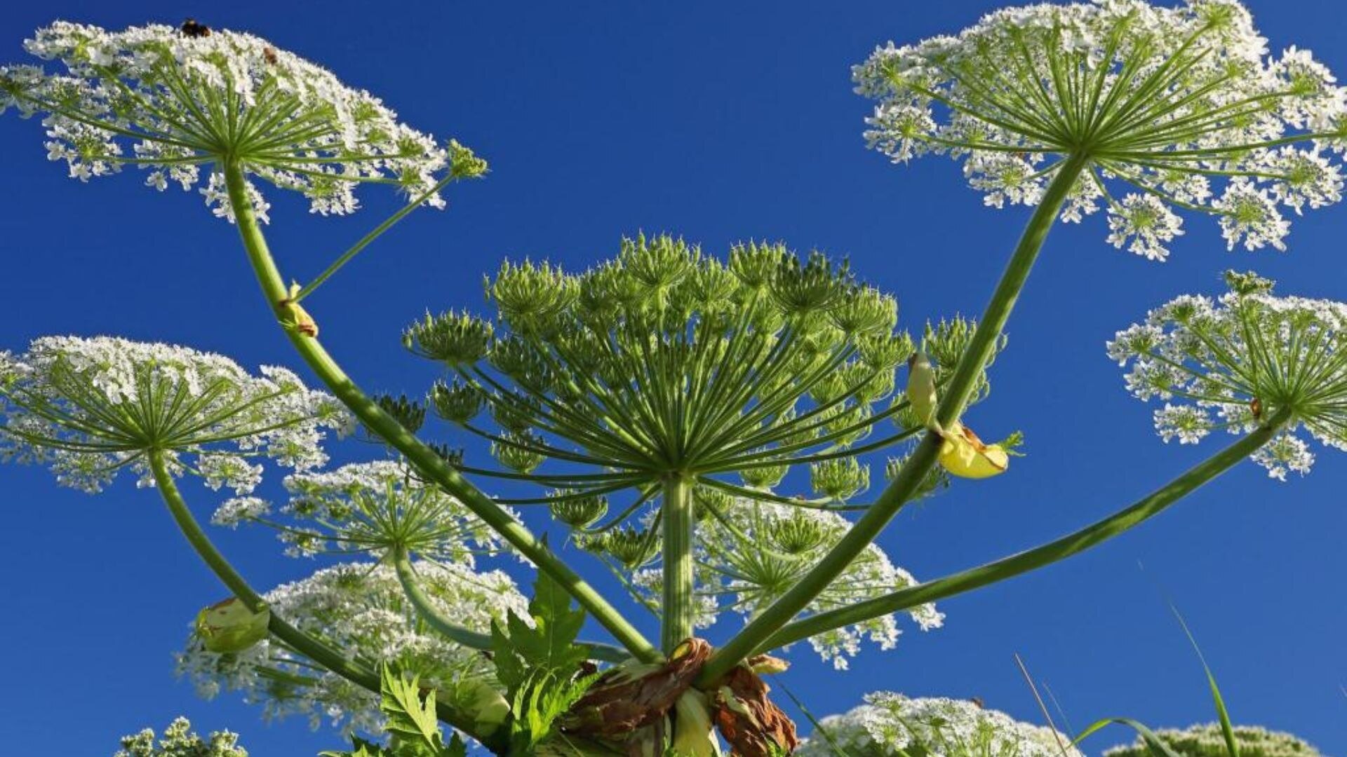 Invasive Pflanzenarten3