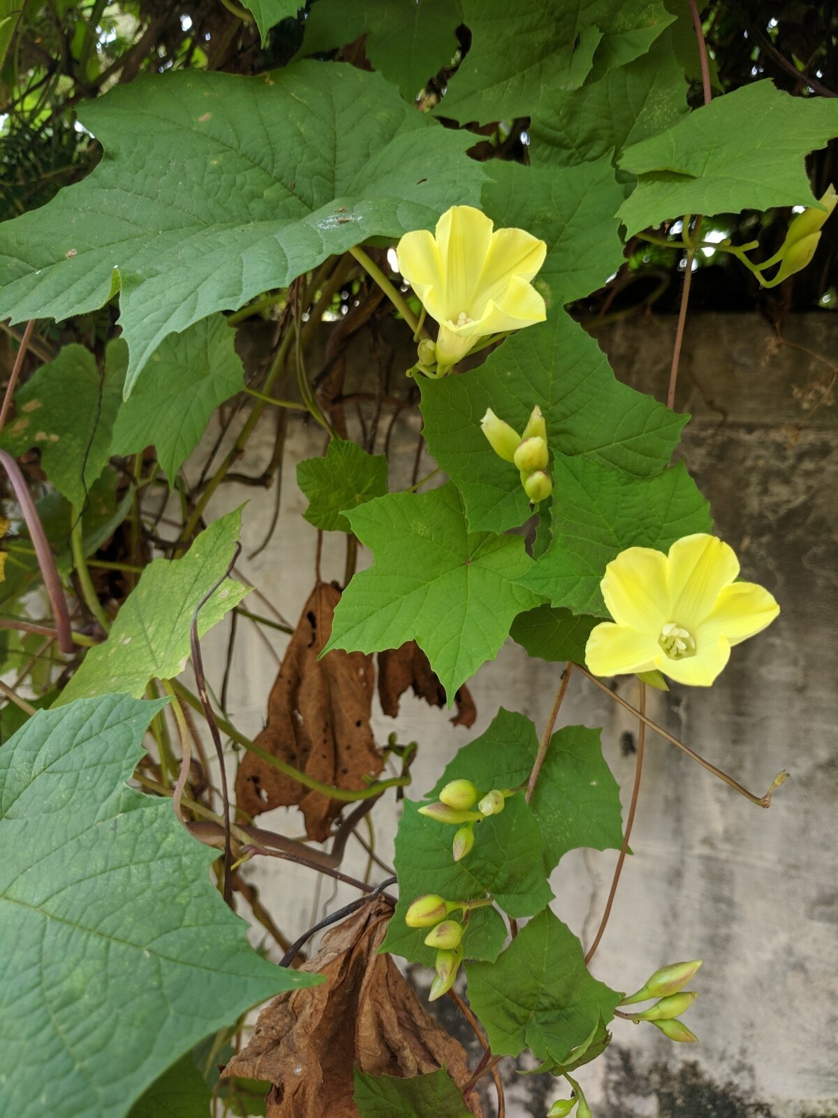 Schlingpflanzen in Thailand - Eine Herausforderung