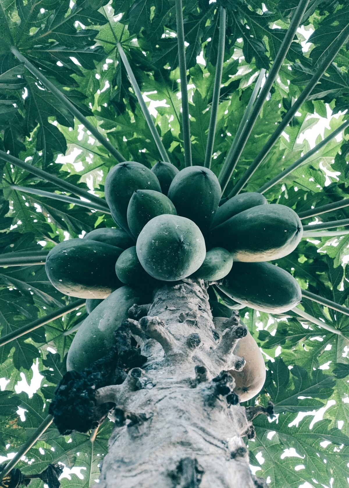 Thailands Superfrucht die Papaya - Von der Küche bis zur Medizin