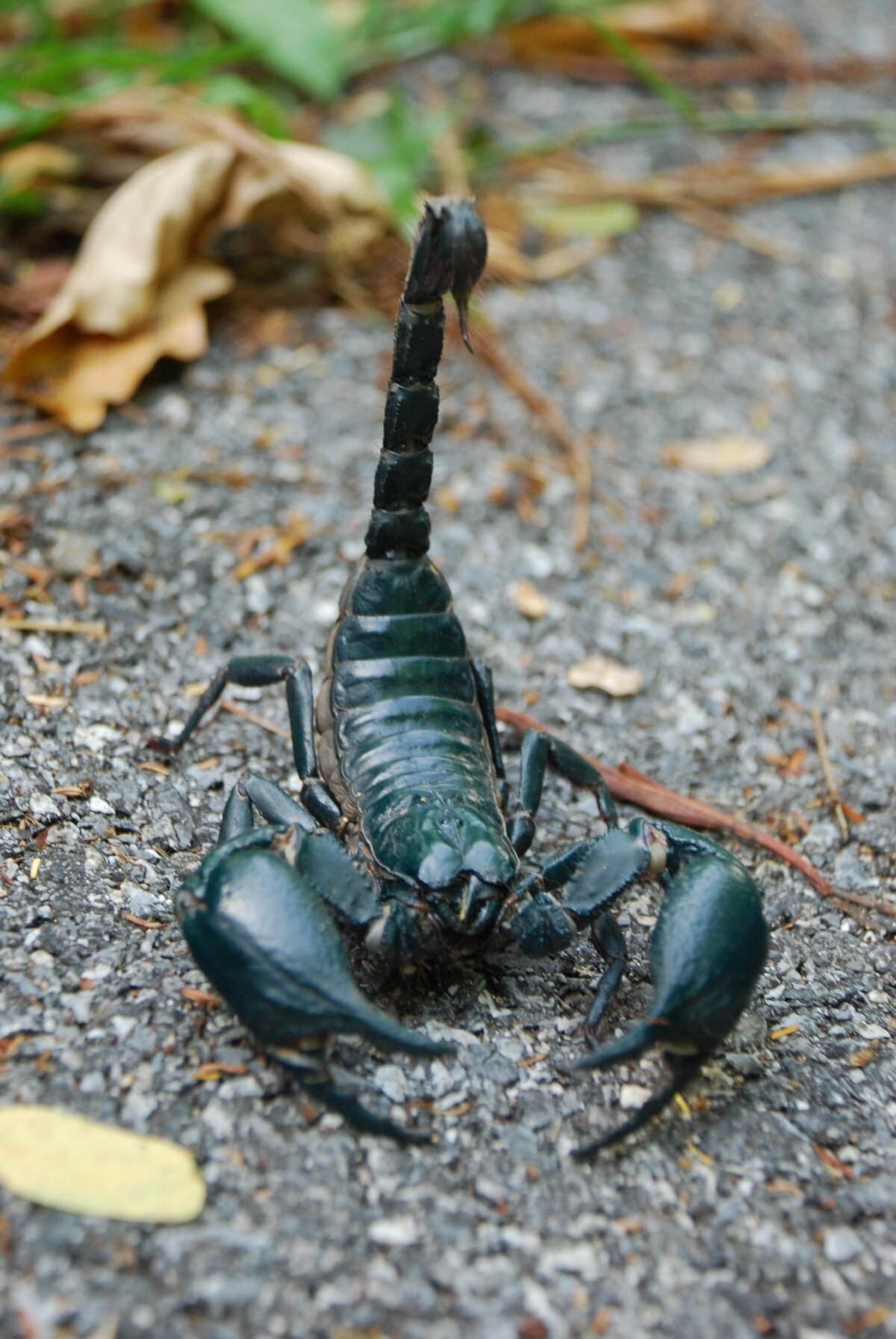 Vorsicht, Skorpion! Was tun bei einem Stich?