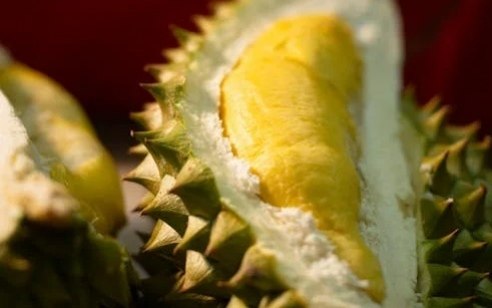 Durian koenig der fruechte