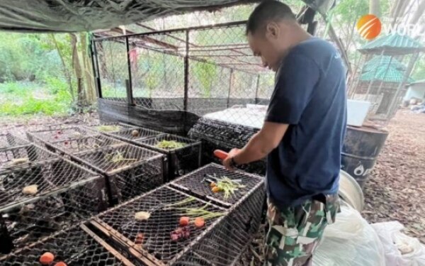 Das einfangen und umsiedeln von alpha makaken in lop buri wird am montag fortgesetzt