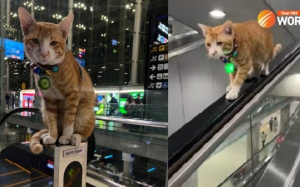 Die orangefarbene katze von suvarnabhumi geht viral