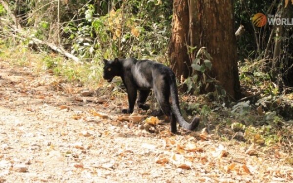 Panther sichtungen auf dem weg zum paneone thung berg ueblich