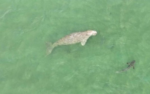 Ruecklaeufige dugong population gibt anlass zur sorge ueber ein moegliches aussterben