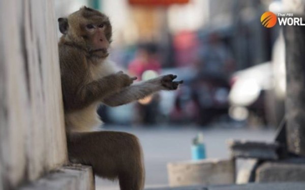 Staatliche gelder sollen fuer die verbesserung des affenzoos in lop buri beantragt werden