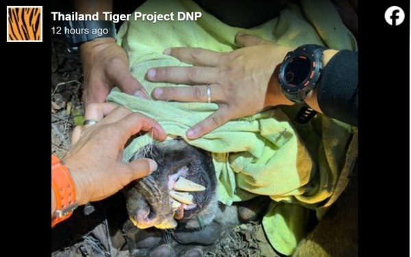 Streunender Tiger in Kamphaeng Phet gefangen