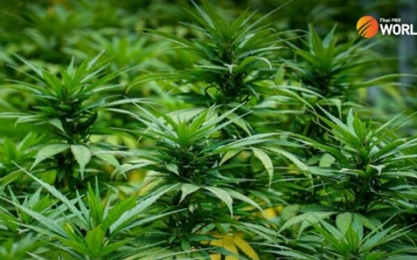 Toter russe in cannabis garten gefunden