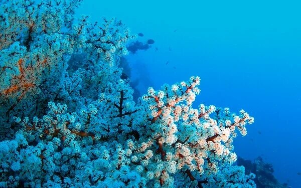 Das meer blueht unterwasser magie in der trang see marine sakura verzaubert die touristen