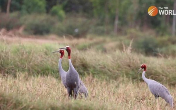 Die provinz buriram wird ein idealer ort fuer die beobachtung von wasservoegeln