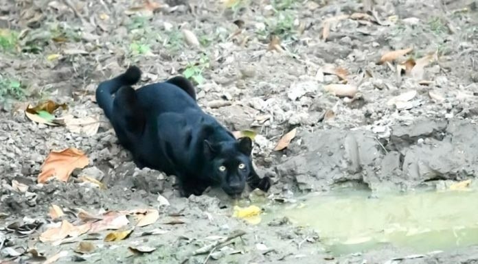 Der Kaeng Krachan National Park mit seinen nebligen Bergen und dichten Wäldern zieht das ganze Jahr über Besucher an