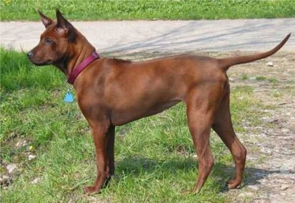 Der Thai Ridgeback - Ein Porträt des Löwenhundes im Land des Lächelns