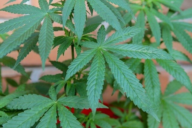 Petition zur Rekriminalisierung von Cannabis angeblich von über 100.000 Menschen unterschrieben