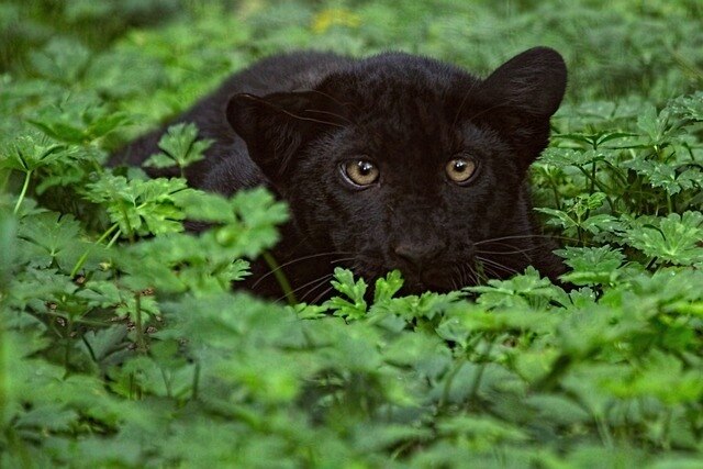 Sensation im Dschungel: Zwei schwarze Panther von Touristin im Auto gesichtet