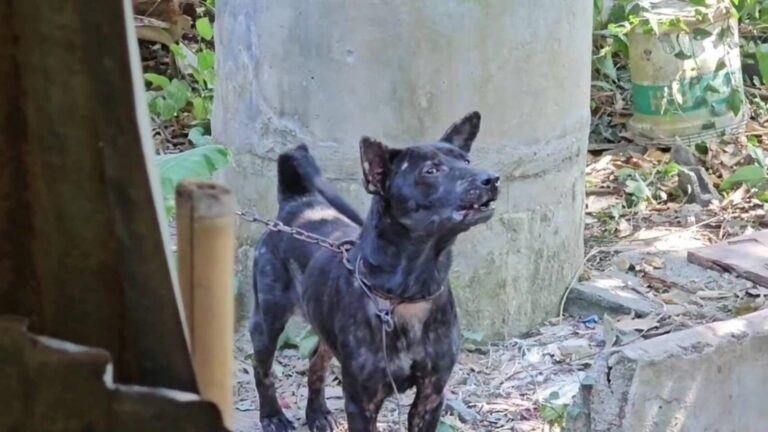 Unheilvoller Hundeangriff in Saraburi: 84-jähriger Mann stirbt nach Angriff durch eigenes Haustier