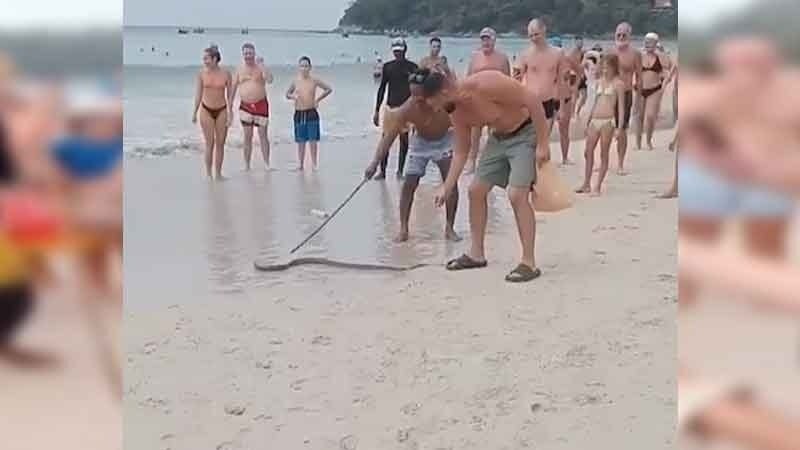 Touristen geraten in Panik, als eine Kobra vor Kata Beach in Phuket schwimmt was für Chaos sorgt - Video