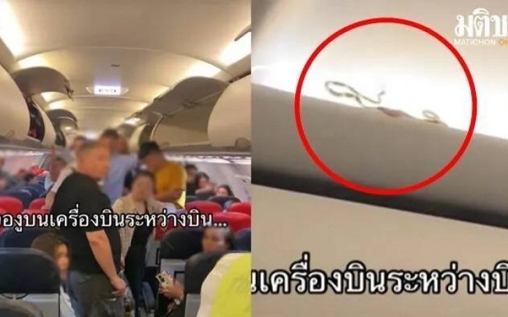 Schlange verursacht chaos auf flug bangkok phuket