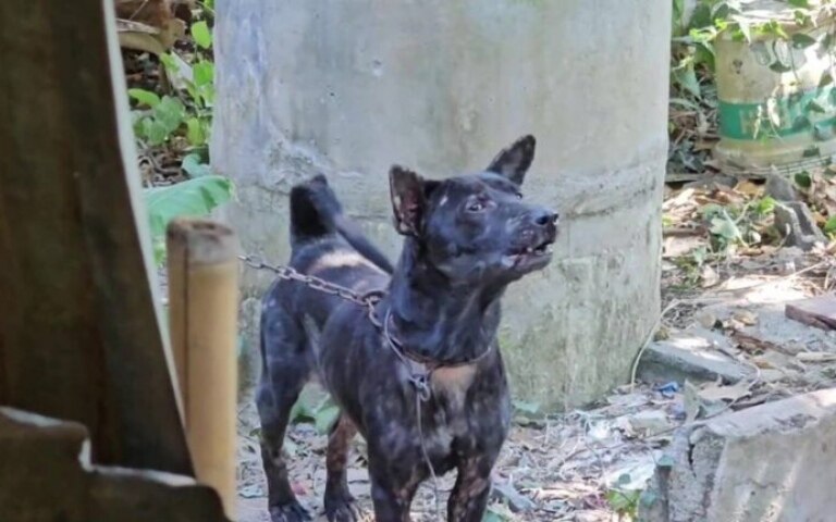 Unheilvoller hundeangriff in saraburi 84 jaehriger mann stirbt nach angriff durch eigenes haustier