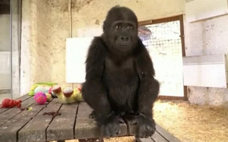 Gorilla schmuggel komplott in istanbul aufgedeckt einblicke in internationale tierhandelsnetzwerke