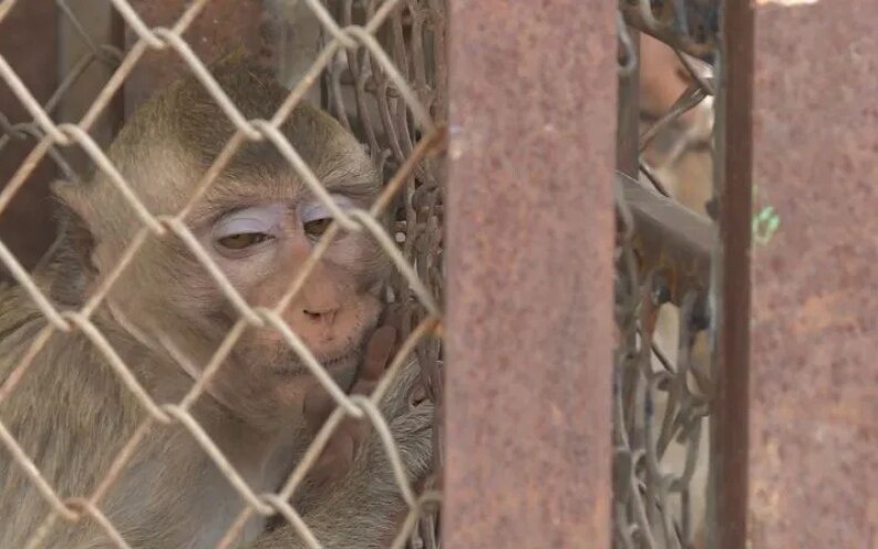 Affenfangaktion beginnt in Lopburi