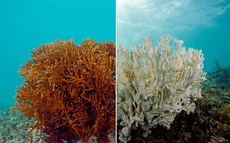 Rekord wassertemperaturen bedrohen korallenriffe und marine arten