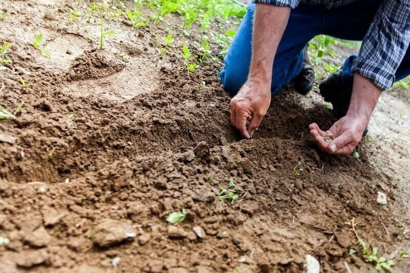 So gründen Sie eine Bio-Cannabisfarm in Thailand