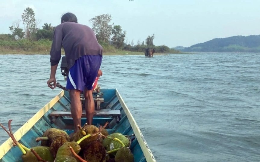 Der auf einer Insel gestrandete wilde Elefant greift Einheimische an