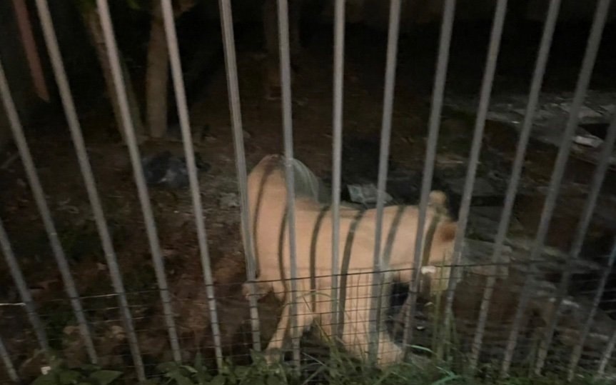 Rettung von loewe simba bei wildtierrettungsaktion in chanthaburi entlaufenes tigerjunges