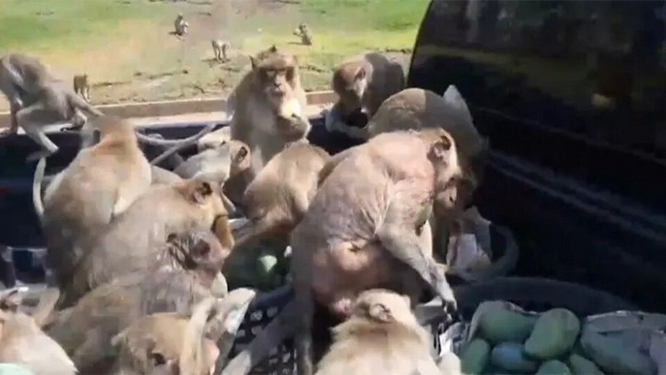 Affenbande raubt Mangos, während Auto an roter Ampel in Lopburi stehen bleibt