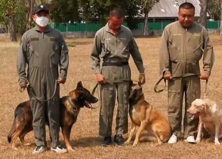 Neues Zuhause für Militärhunde in Nakhon Ratchasima gesucht