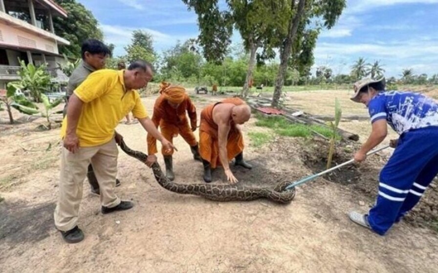 Gigantische python entdeckt