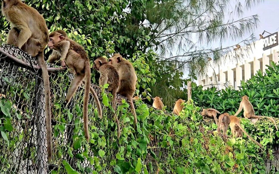 Affen chaos in lopburi ueber 200 tiere entkommen aus gehege und dringen in polizeistation ein