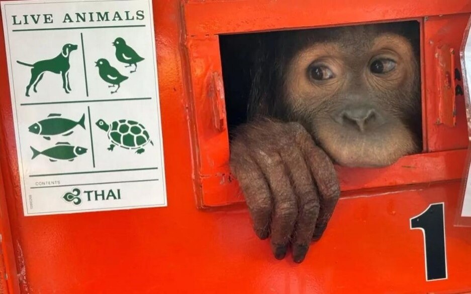 Drei unglaubliche orang utans haben ihren weg zurueck in die indonesische heimat gefunden