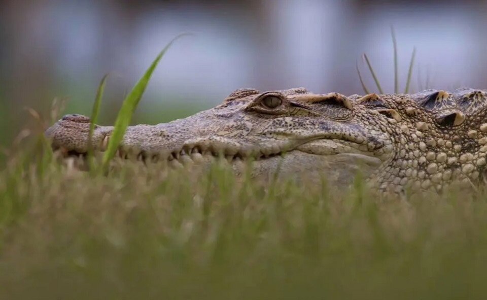 Babykrokodile im größten Süßwassersee nach 7-jähriger Abwesenheit entdeckt