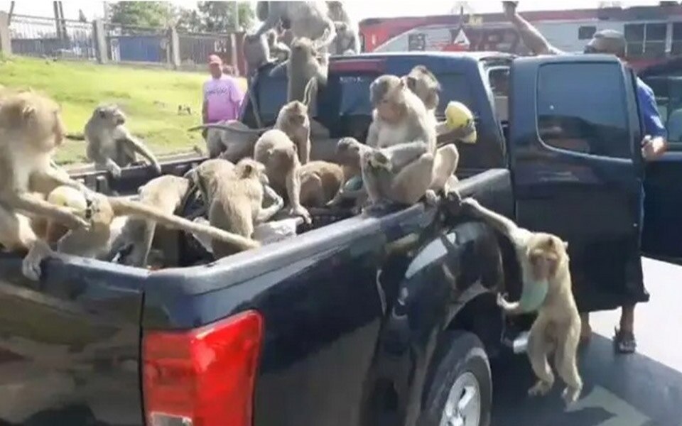 Affenbande raubt mangos waehrend auto an roter ampel in lopburi stehen bleibt